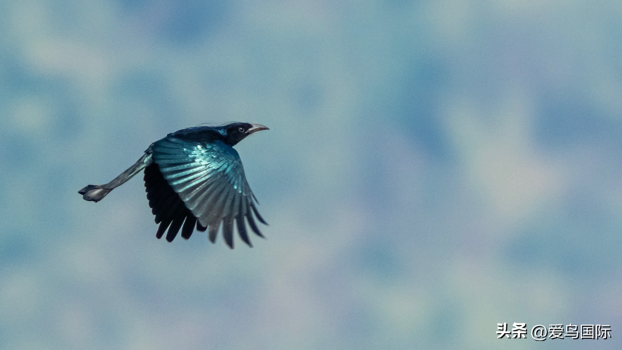 Alpha 1鸟种“加新”之旅 索尼云南拍鸟活动手记