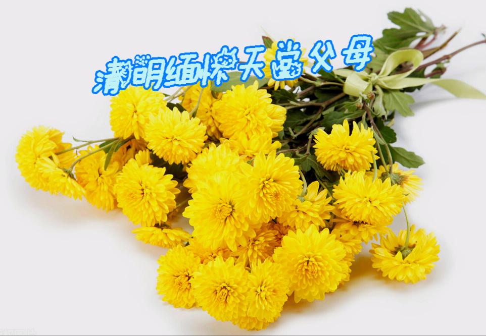 清明节雨纷纷举国上下寄哀思,清明节伤感词思念天堂的父母