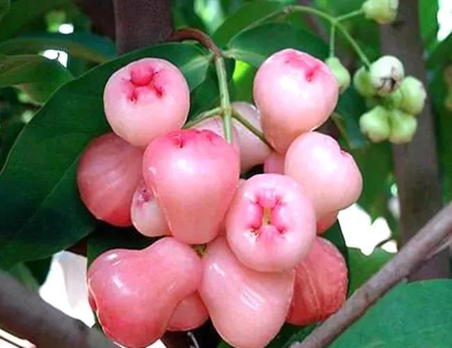 这二十幅极品花卉越看越醉,超好看又耐看的花卉图