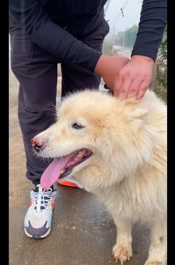 萨摩耶肿瘤狗狗被卖,萨摩耶被人卖了