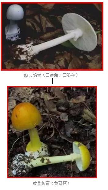 爱的魔力转圈圈蘑菇头,爱的魔力转圈圈彩虹伞