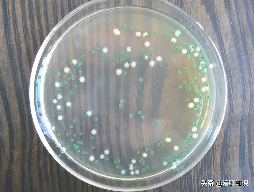 抑制幽门螺旋杆菌的乳酸菌,抑制幽门螺杆菌的乳酸菌