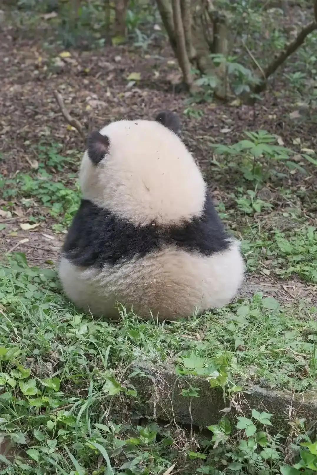 大熊猫花花和荷叶的温暖瞬间,国宝大熊猫和花萌萌哒瞬间