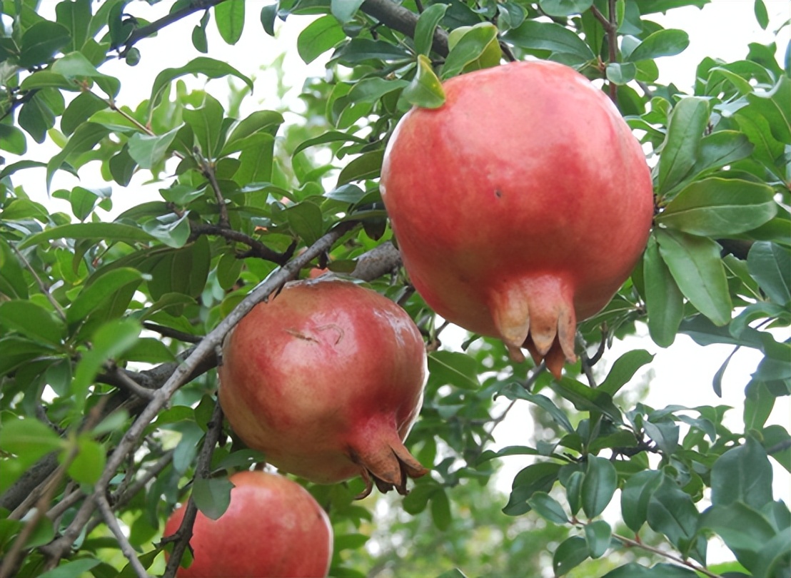 石榴大面积种植方法最简单,盆栽软籽石榴怎么种植