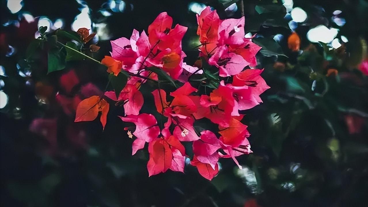 喜欢的人不给你发消息怎么回复,喜欢的人不怎么回复你怎么办