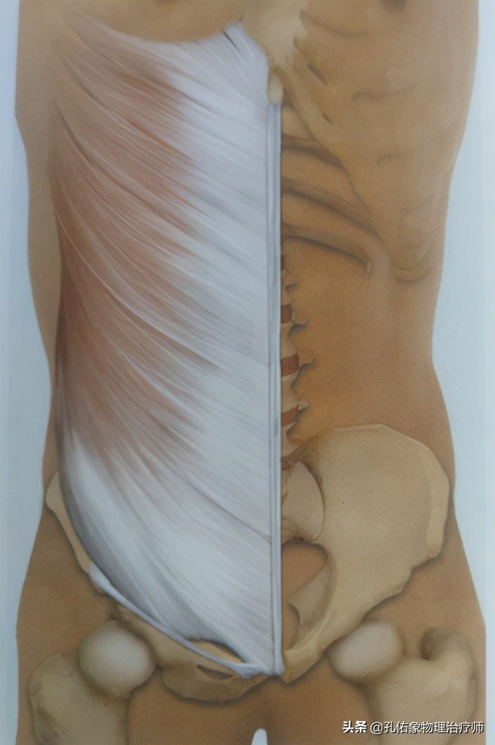 腰部后面两侧的赘肉怎么减,下腹和腰部两侧赘肉怎么减