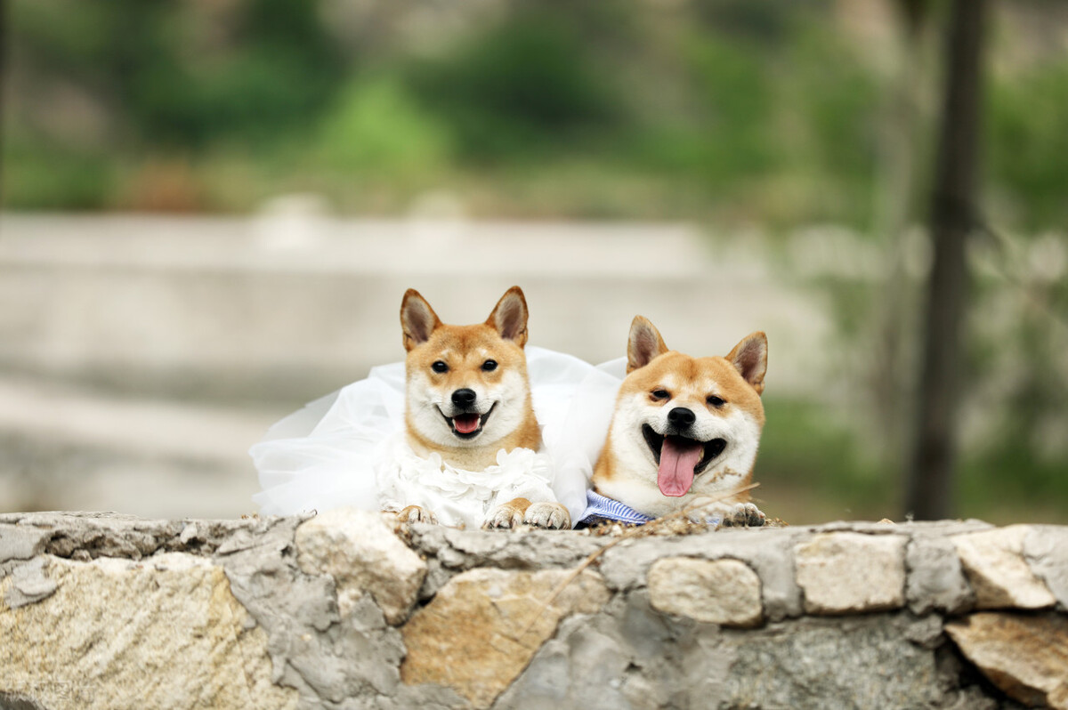 纯种日本柴犬的价格是多少,纯种柴犬有大柴犬和小柴犬之分吗