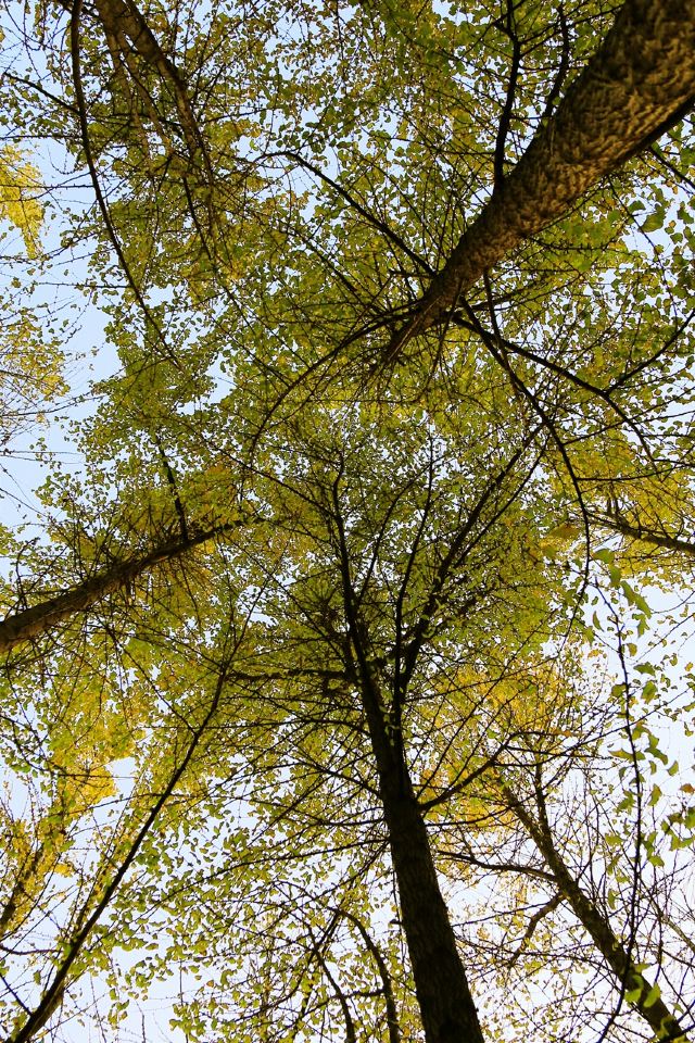 杭州周边赏秋好去处,杭州赏秋最佳攻略