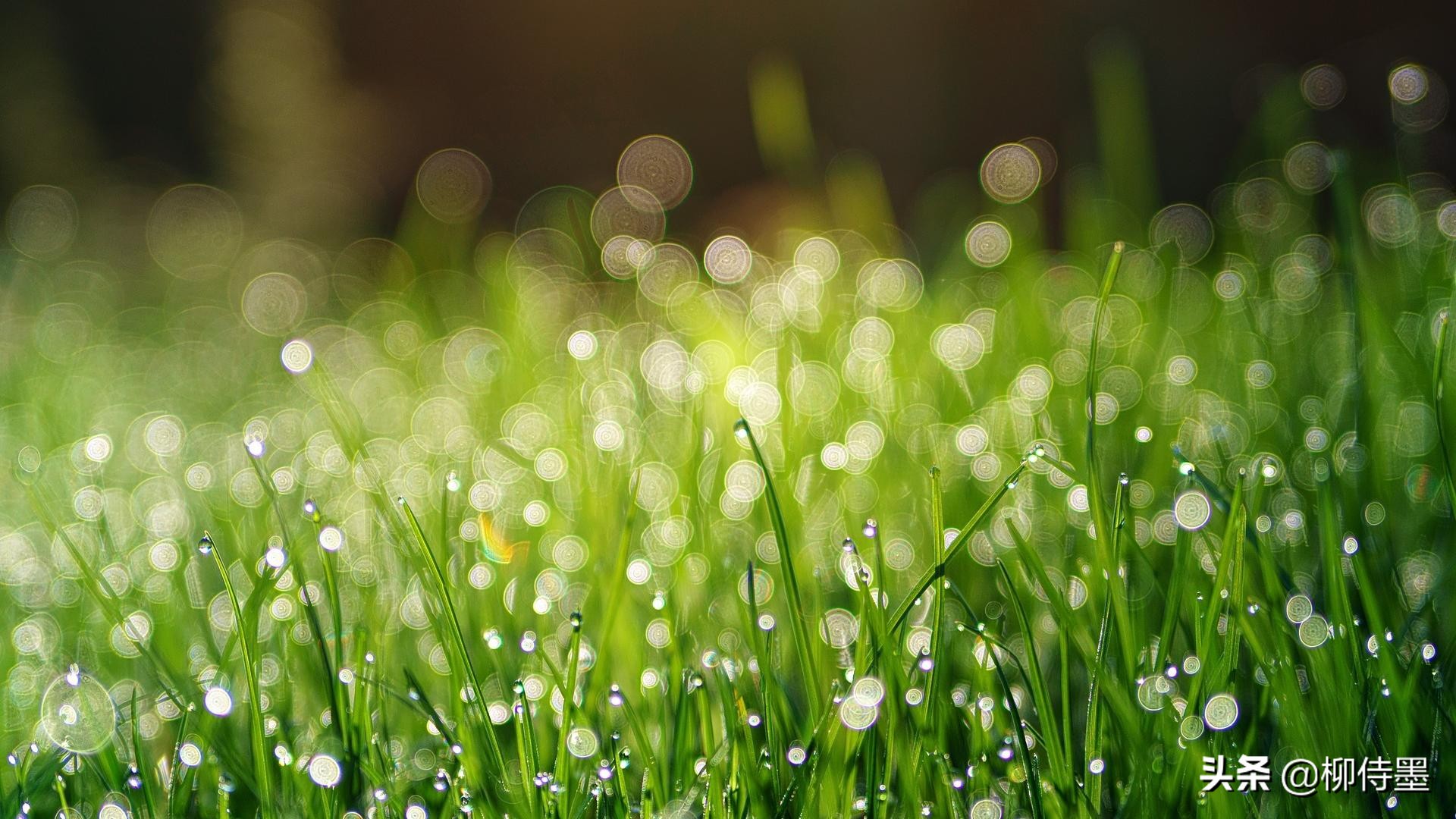 花朵唯美拍照,花朵如何拍摄唯美