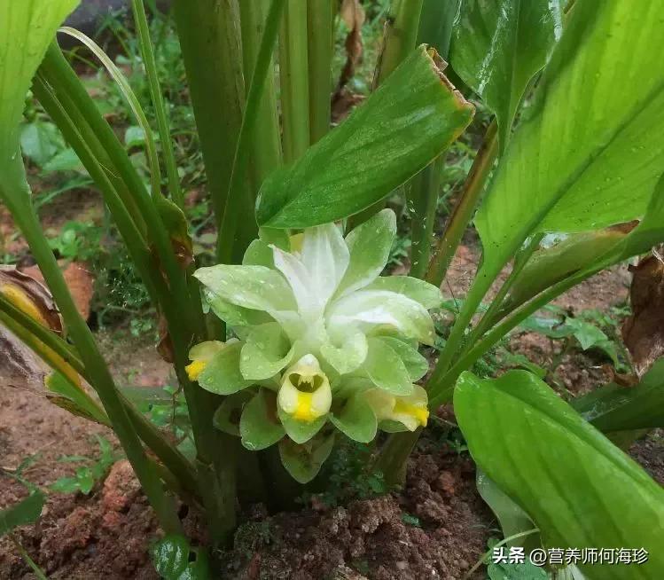 生姜的“亲戚”，人称“药用黄金”，识货请挖走，如今过于珍贵