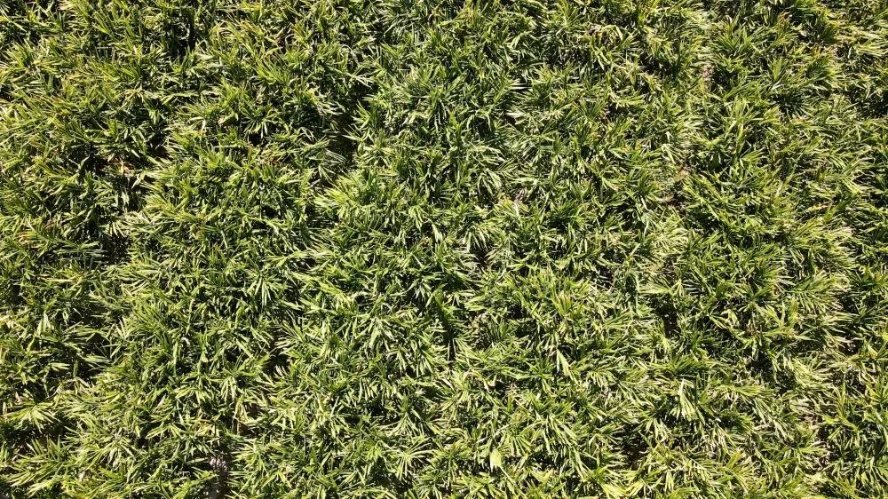 姜来可期什么意思,科技赋能姜来可期