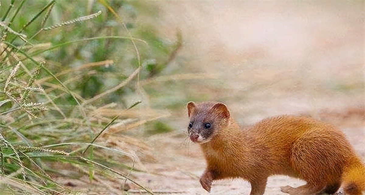 黄鼠狼为什么不能叫黄鼠狼,黄鼠狼到底有没有科学依据