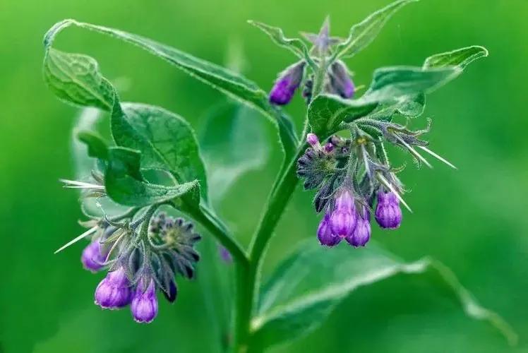 紫云膏可以治湿疹吗,紫云膏紧致皮肤