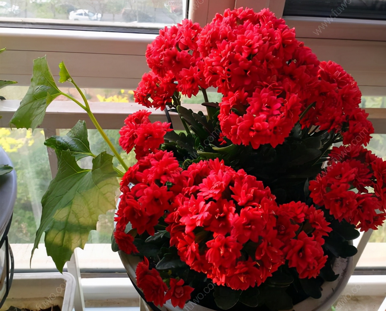 10种公认客厅最好养的花,适合客厅养的懒人花