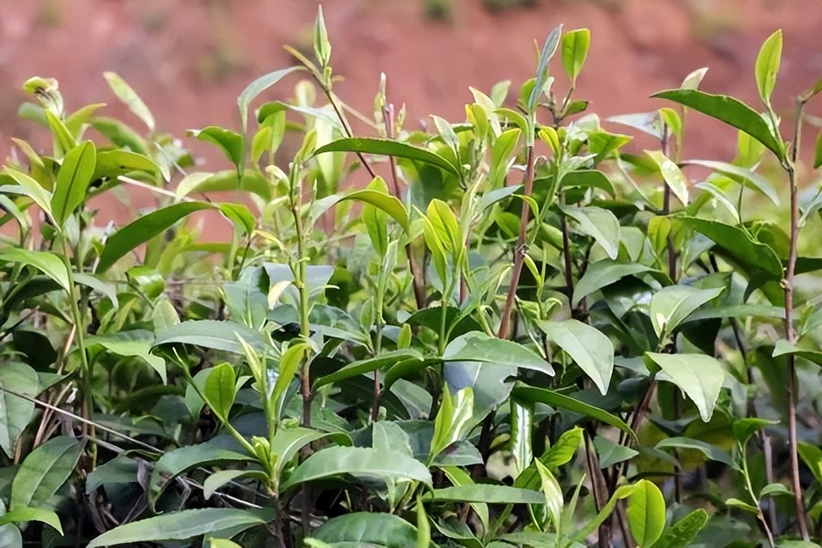 黄金村来历,黄金乡什么来历
