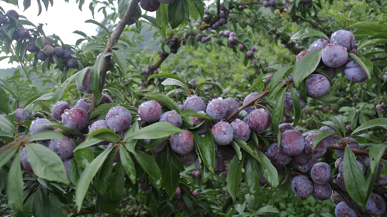 骞胯タ娌虫睜鍦扮悊鏍囧織鍐滀骇鍝佹湁鍝簺,娌虫睜鍐滀骇鍝佷寒鐩稿箍瑗垮啘浜や細