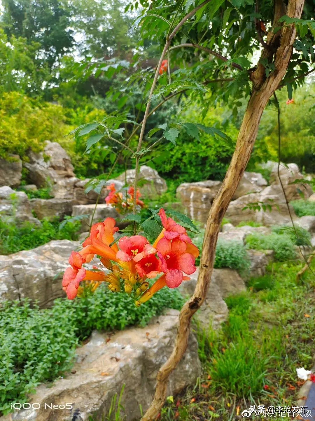 绿荫的夏天，快来解锁李沧这个小众宝藏之地！