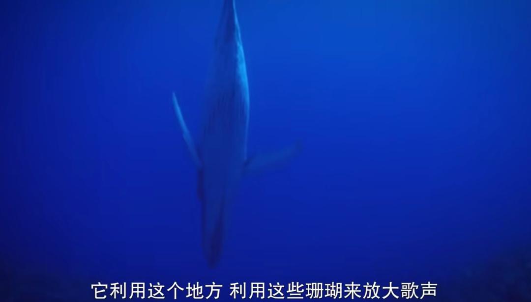 豆瓣排名第五摄人心魄的好片,豆瓣8.6分今年看过最良心的电影