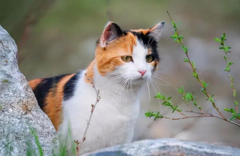 田园猫哪种猫比较好养活,什么猫适合新手养中华田园猫