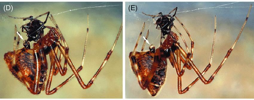 章鱼触手有寄生虫吗,寄生在章鱼上的寄生虫