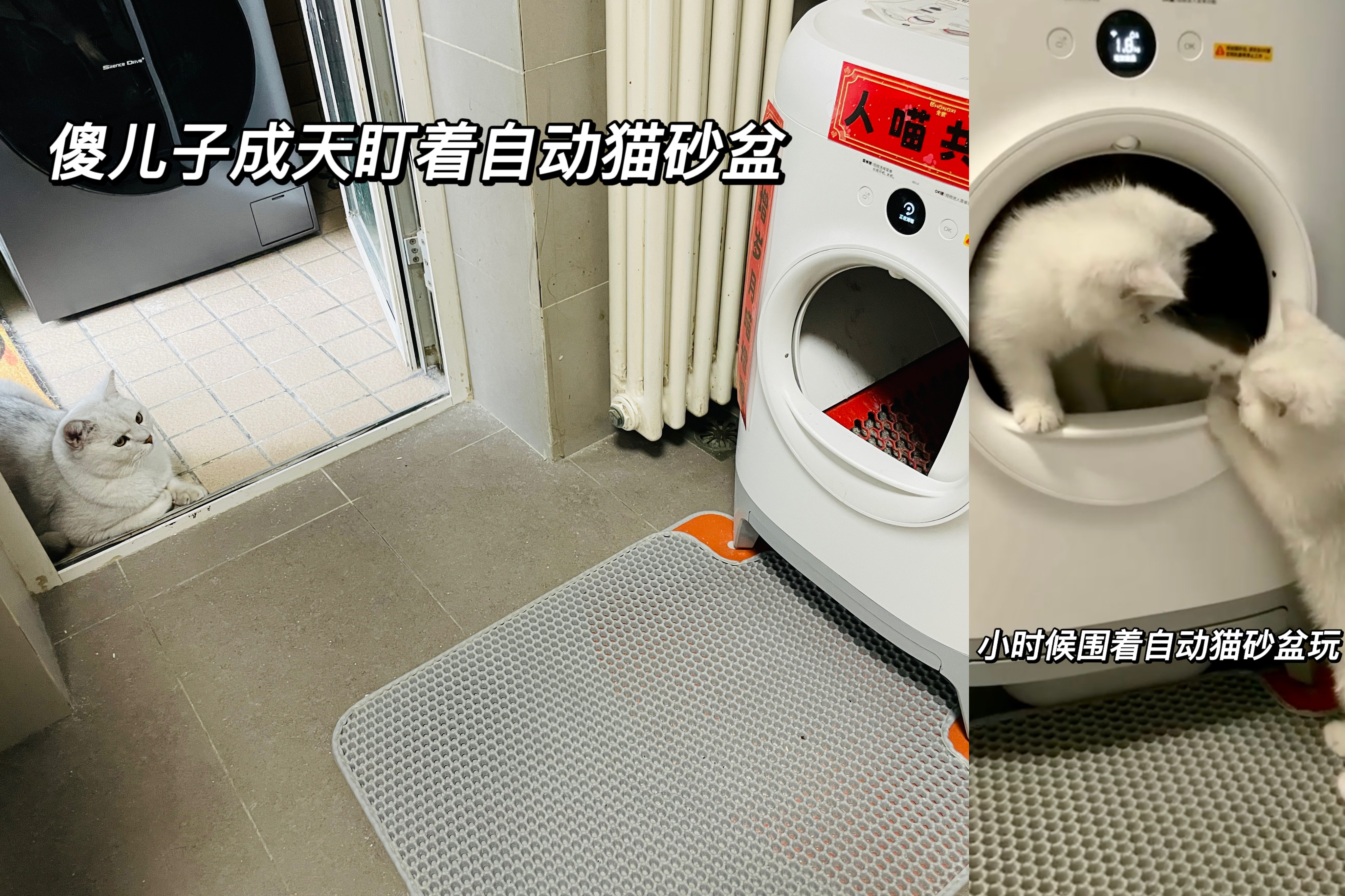 第一次养猫要注意什么新手必知,家庭养猫必备知识大全