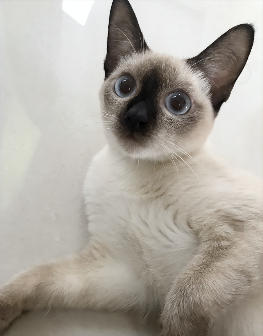 金色短毛猫是什么品种图片及价格,英国短毛猫品种分类标准图片大全