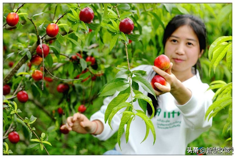甜度高口感好的桃子,桃子熟了又脆又甜口感特别好