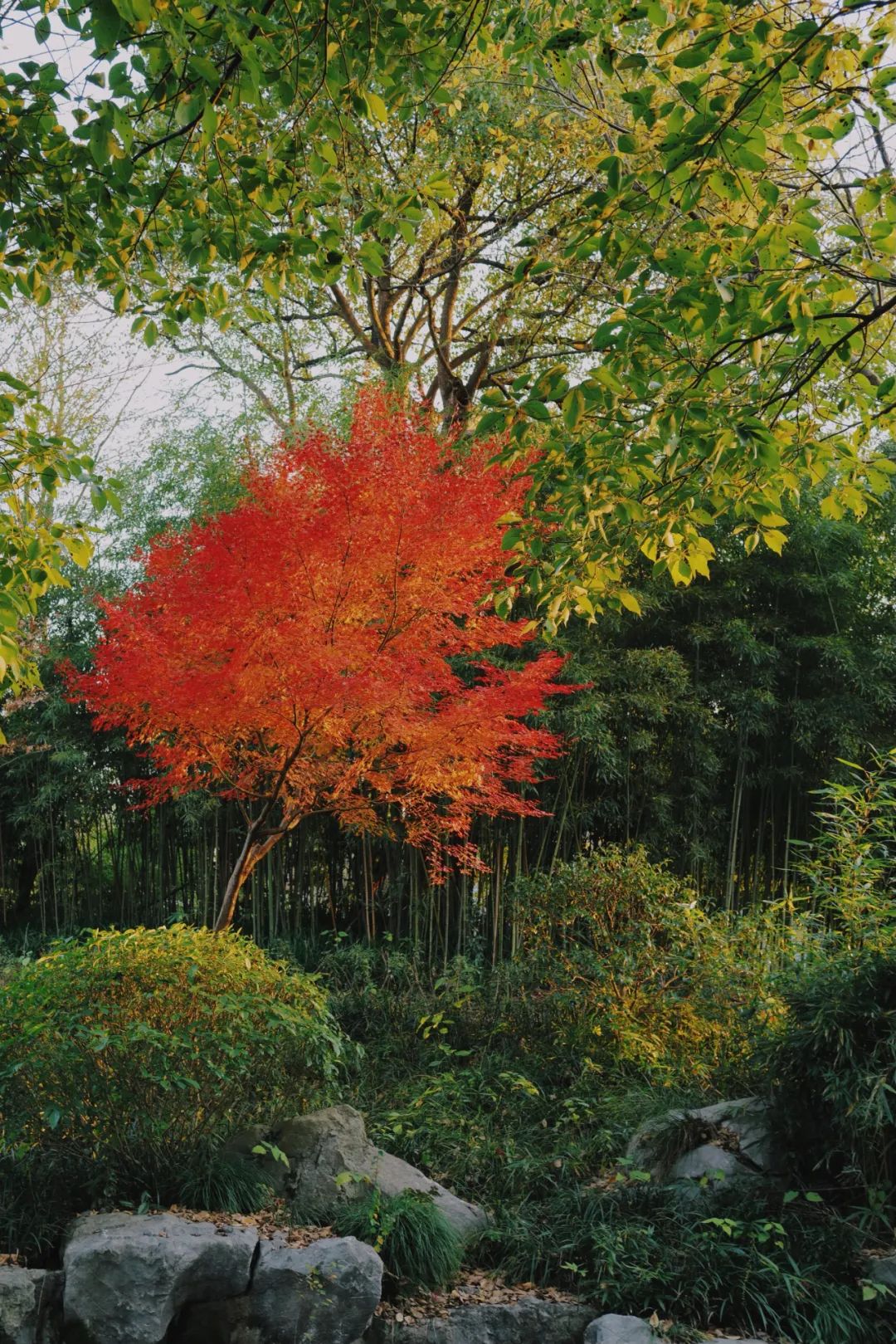 春天的潺潺溪水,春天的顶流