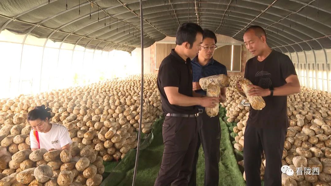 灵芝产业走出乡村振兴新路子,乡村振兴灵芝种植视频报道