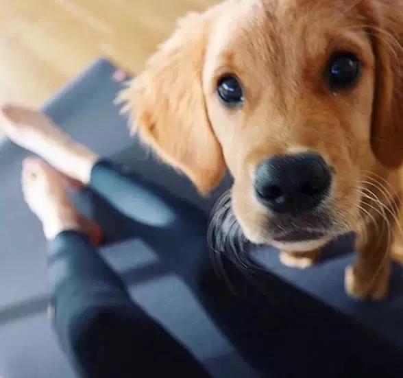 大金毛真的是太暖心了,大金毛到底有多可爱