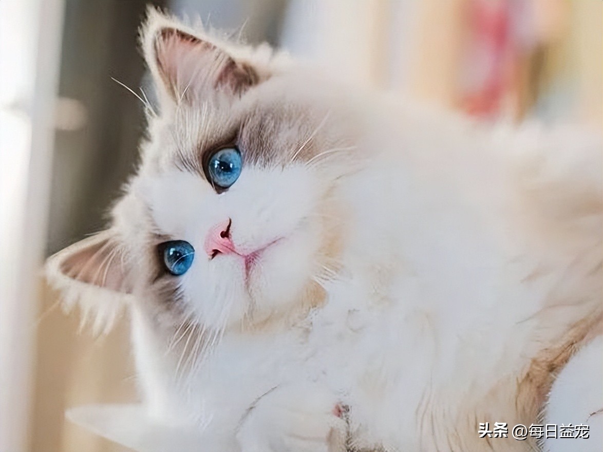 布偶猫为什么价格相差这么多,布偶猫多少钱一只长不大