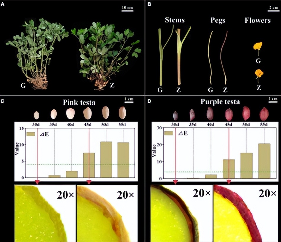 鑺辩敓鍩哄洜绐佸彉,鑺辩敓鎶楁棻鍩哄洜