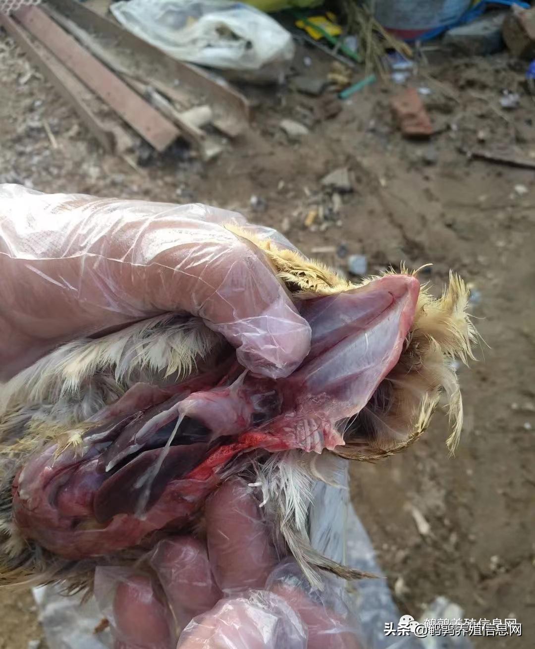 怎么预防鹌鹑被打湿,鹌鹑腹膜炎的图片