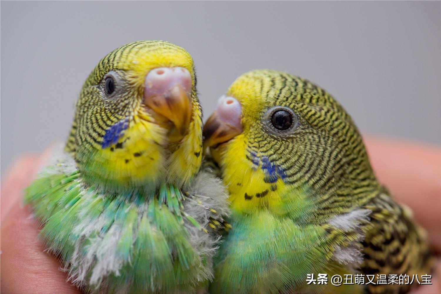 鹦鹉单眼伤风怎么治疗,鹦鹉单眼伤风怎么预防