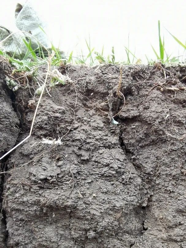 东北黑土退化的原因及措施,东北黑土退化的原因及治理措施