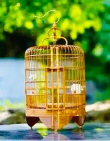 童趣捉昆虫,童趣一年级句子