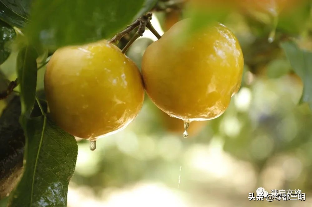 缤纷水果季即将开始！来建宁释放夏日多巴胺