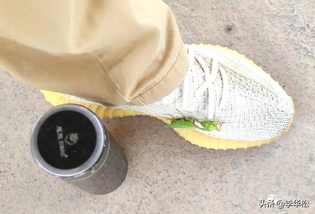 我去福州买石头喜遇纺织娘