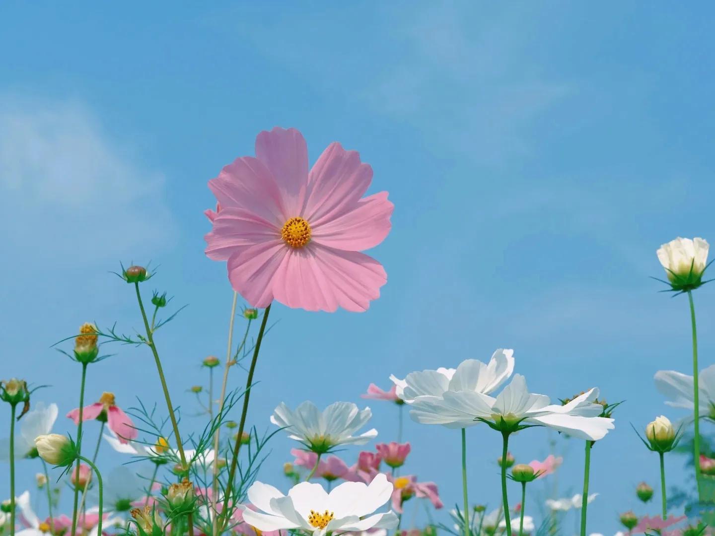 海贼王朋友圈背景图,朋友圈高级感背景图