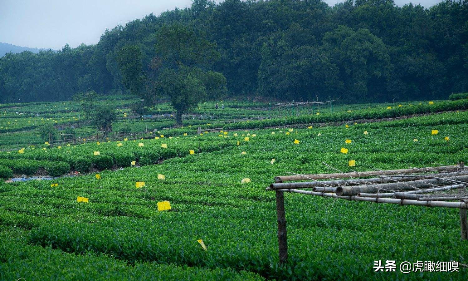 杭州最有名的茶旅,杭州盛产茶的地方有哪些