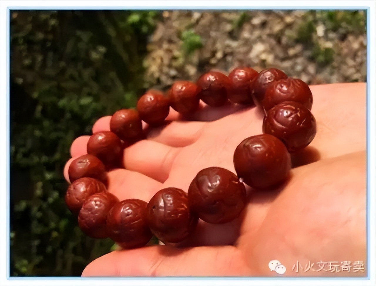 凤眼菩提2022,2023凤眼菩提