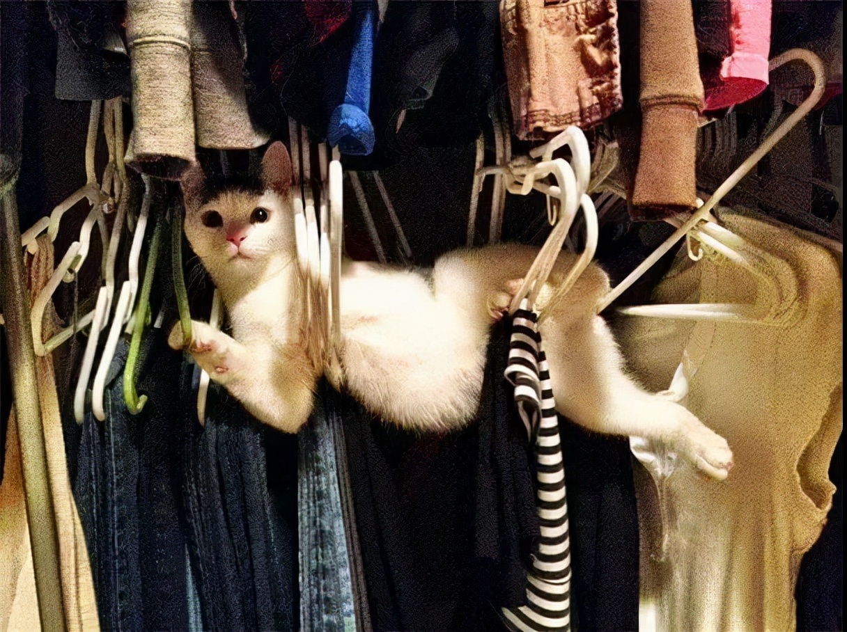 别人家的猫是液体还是固体,猫都是水做的