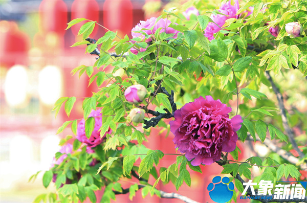 花开时节动京城最美不过洛阳城,四月洛阳美如画千年帝都是花城