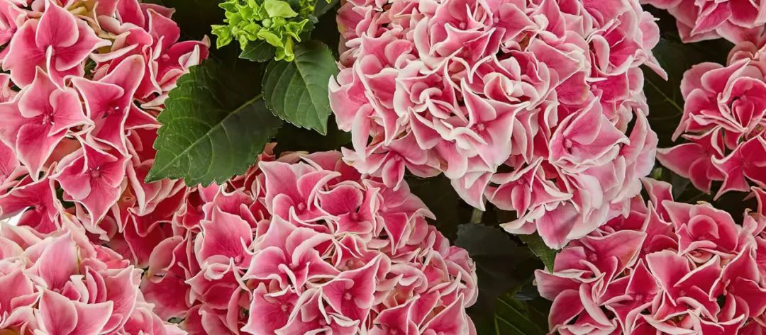 身边一抹蓝,最美蓝色绣球