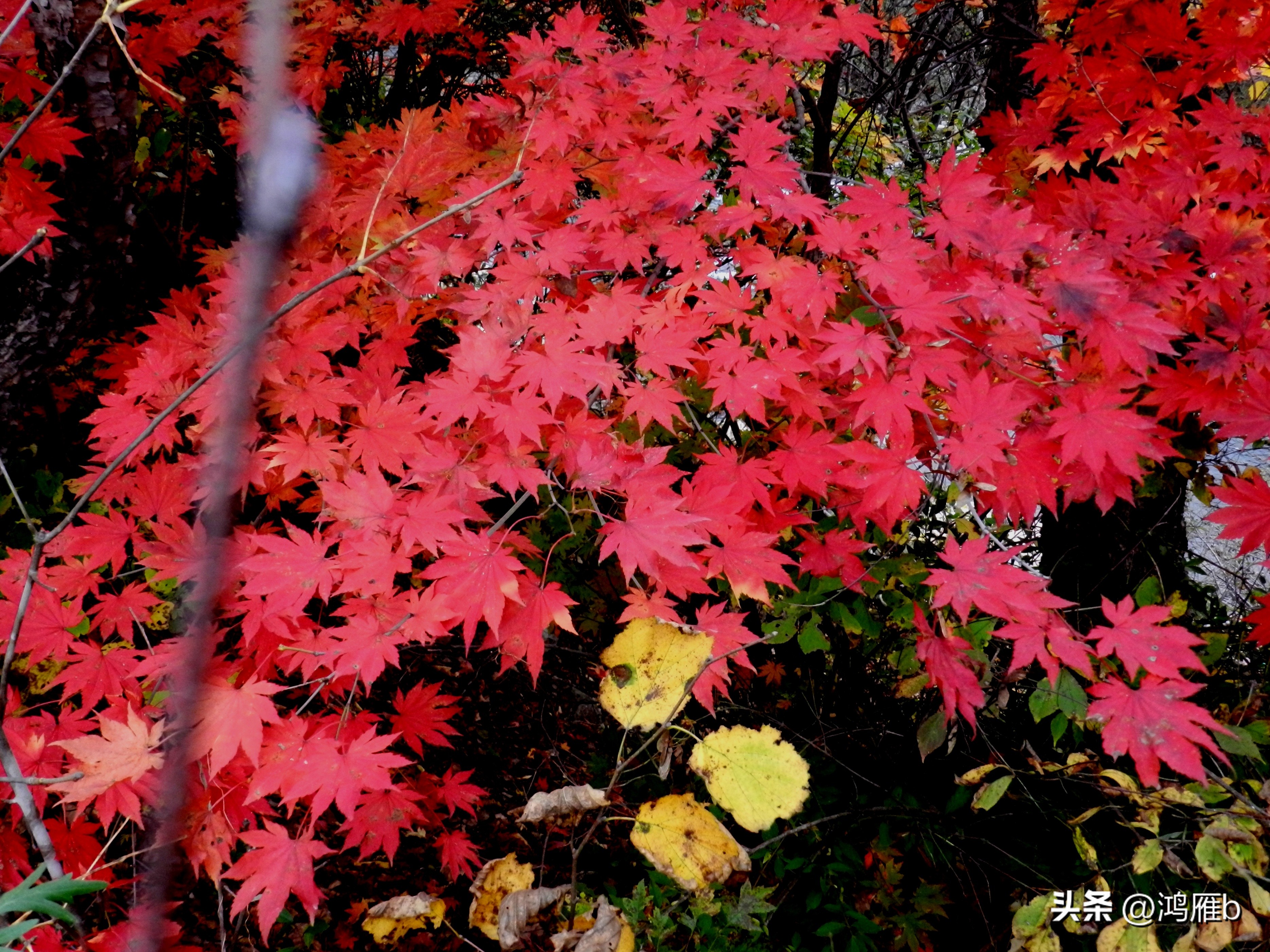 本溪温泉汤沟门票价格,本溪花溪沐枫雪温泉小镇