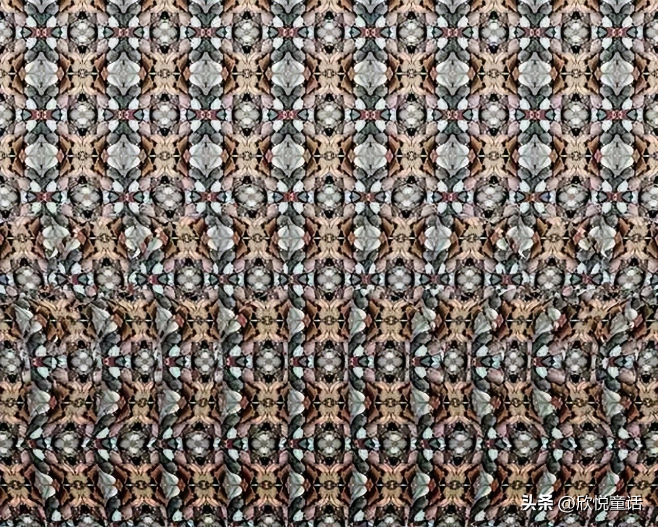 斑点狗正面照,斑点狗的真实资料