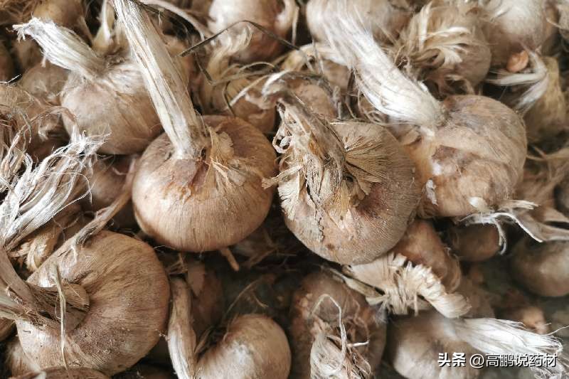 高鹏说药材：2023年药食同源品种种植推荐—西红花