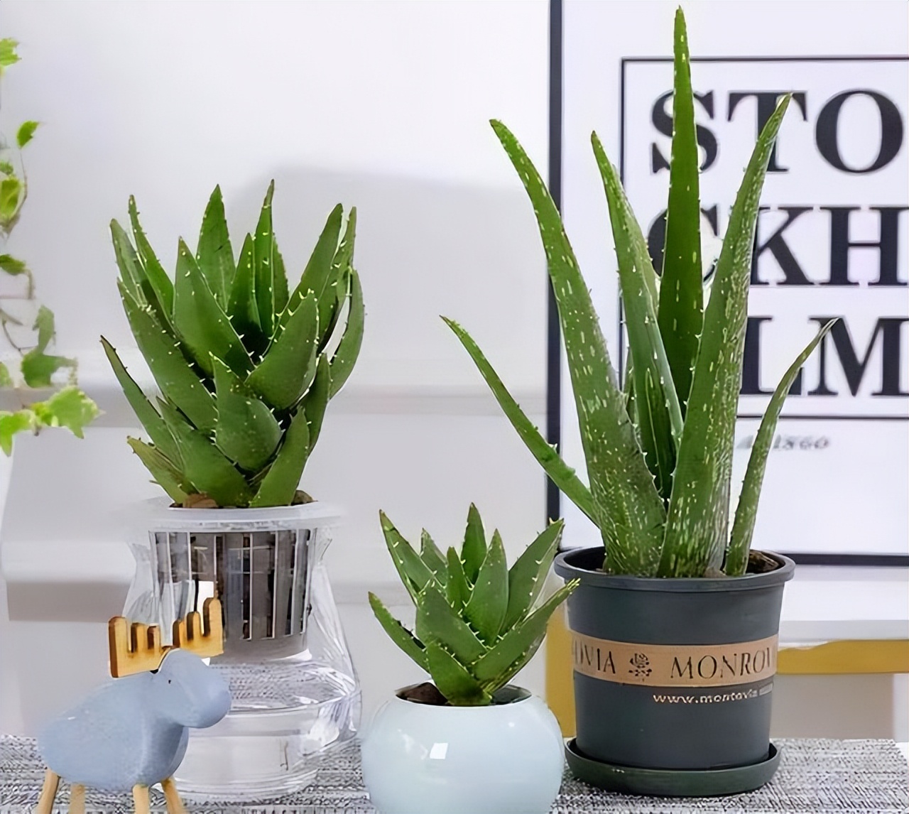 摆在家里最旺的十种花,什么花摆放卧室好养又好看