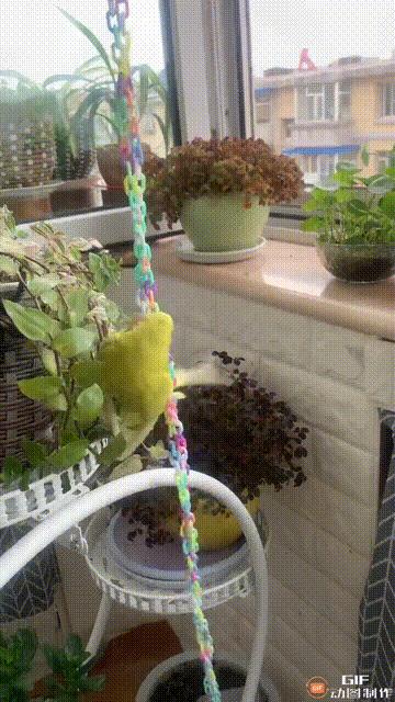 家里的花都被猫弄了怎么办,家里的花被别人摘了怎么办