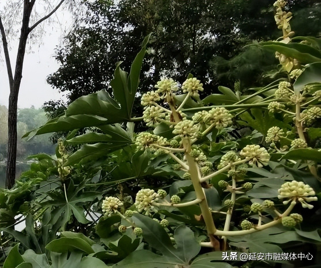 陕西宾馆迎来最佳观花赏景季节,陕西宾馆内景色
